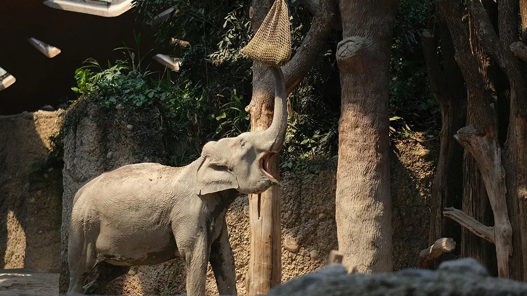 Elephant in Zurich zoo